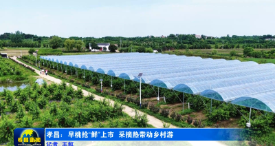 桃熟啦！孝昌8万多亩桃园开启夏日采摘！