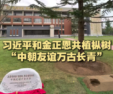 近镜头｜习近平和金正恩共植枞树