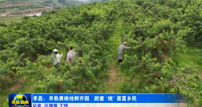 黄桃熟了，钱包鼓了！