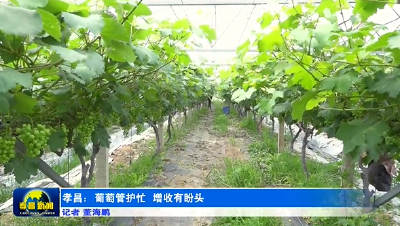 孝昌人都爱的这口甜，下月开园迎客