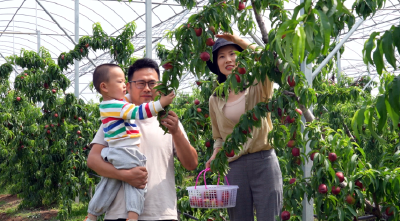 桃熟啦！孝昌8万多亩桃园开启夏日采摘！