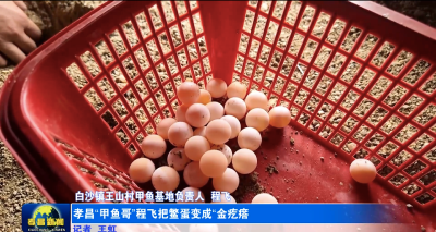 从200万亏损到年赚30万 孝昌“甲鱼哥”程飞把鳖蛋变成“金疙瘩”