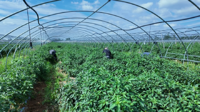 从种得好到卖得俏，孝昌打通“甜蜜”动能全链条