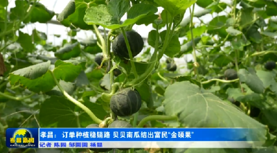 香甜软糯！看孝昌这里的致富小“金”瓜→