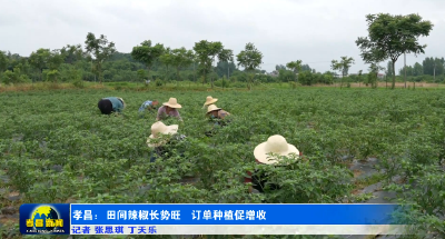 不愁卖、效益高！孝昌G19订单辣椒助农增收 