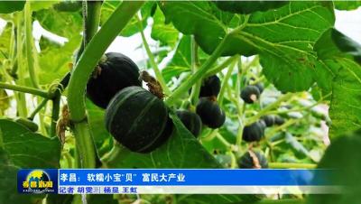 一茬能收30万斤，孝昌这儿的网红南瓜甜糯上市