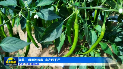 孝昌：闲田不闲置 辣椒“火”出增收路