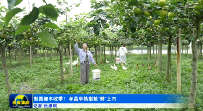 孝昌的夏天，“梨”不开这一口甜~