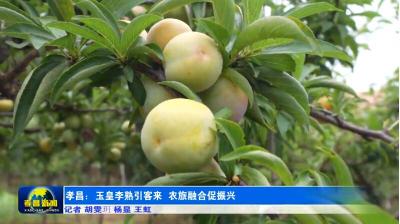 “李”好，七月！孝昌枝头缀满“金”喜