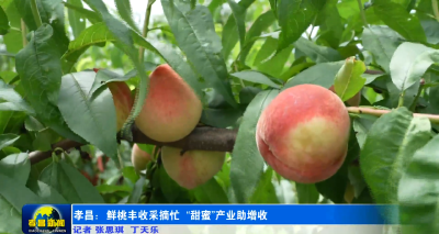 季忆犹香，桃满盛夏！孝昌这个桃园甜透了！
