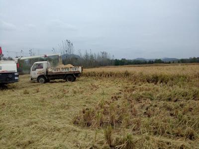 大悟县千亩稻田综合种养基地喜获丰收