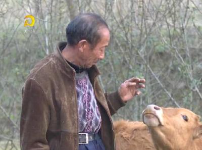 大悟：贫困户发展养殖业脱贫