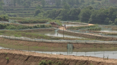 大悟：老板回村养龙虾   带领村民奔富路