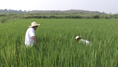 大悟农技人员深入田间地头指导抗旱