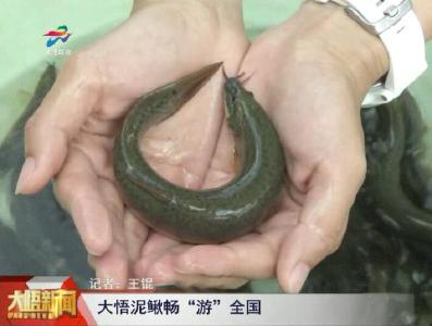 大悟泥鳅畅“游”全国