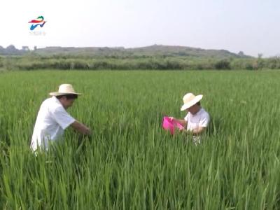 大悟农技人员深入田间地头指导抗旱