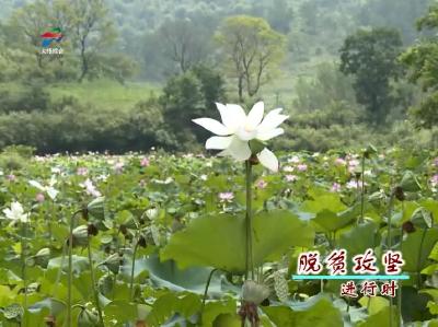 大悟新闻2017年8月21日完整版