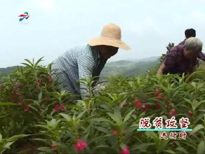 张永辉：回乡创业 带动村民发展中药材产业