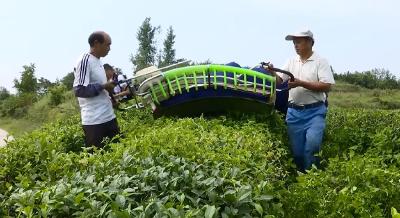 大悟：夏收茶叶让上千农户增收