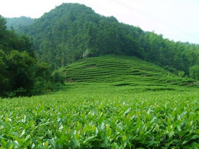 【30年重访贫困乡•聚焦脱贫攻坚】风领茶香漫青山  ——江大村“党支部建在产业链上”的故事  