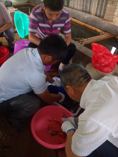 县水产局到泥鳅繁育基地指导苗种生产