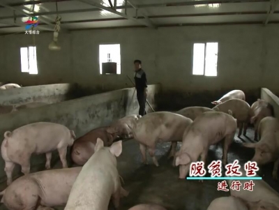 工作队筹资建猪场 贫困户成了大股东