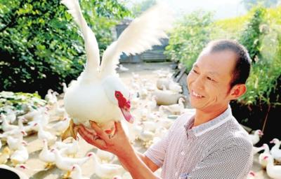 【30年重访贫困乡•聚焦脱贫攻坚】养殖豚鸟脱贫致富