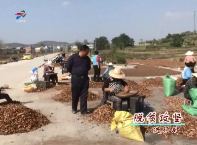 大悟县：做强油茶产业 助推产业扶贫