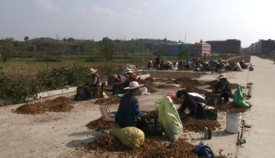 大悟县：做强油茶产业 助推产业扶贫