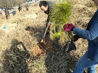 县政协积极参与义务植树活动