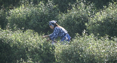 大悟：举办采茶比赛 筑起乡村振兴“茶之路”