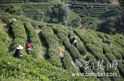 脱贫之路⑤ 大悟山村：念好“茶经”谋脱贫