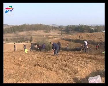 建设艾叶种植示范基地 助推产业扶贫