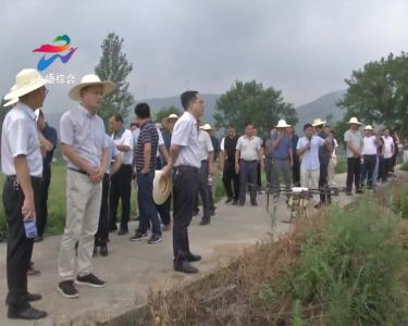 大悟县召开草地贪夜蛾及中稻病虫害防控现场会