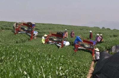 大悟丨大悟县举行茶叶机械化采摘现场观摩会