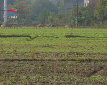 大悟县农业农村局立足职能服务“三秋”生产