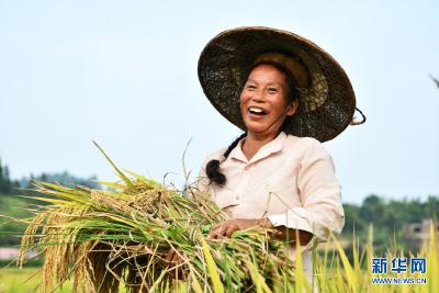 习近平的小康故事丨“中国人的饭碗任何时候都要牢牢端在自己手上”