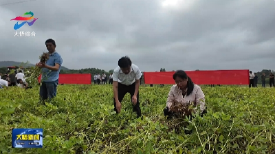 国家花生产业技术体系建设暨大悟县花生绿色高产高效行动现场会举行