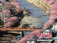 日本早樱绽放 形成浪漫粉色花道