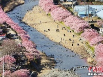 日本早樱绽放 形成浪漫粉色花道