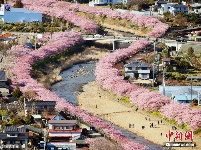 日本早樱绽放 形成浪漫粉色花道