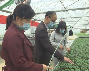 云梦：集约化育苗助力产业扶贫