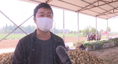 云梦 | 隔蒲潭镇大余村土豆喜获丰收