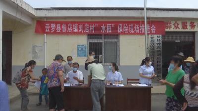 云梦：水稻大灾保险 防范农业风险