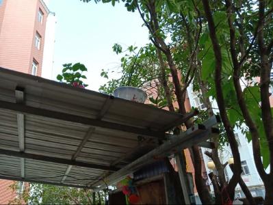 云梦县城关派出所抓获一名盗花“雅贼”