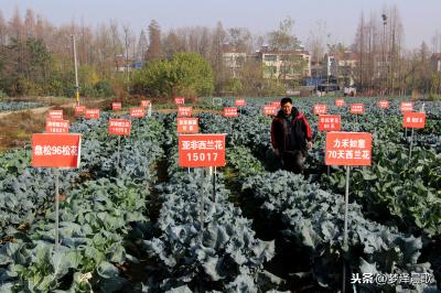 科技助力乡村振兴湖北建设50个农业科技示范村镇陈刘村榜上有名