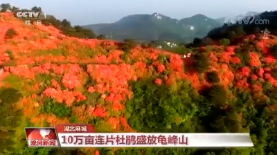 【这里是湖北】黄冈连续登上央视，只因这片花海…