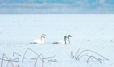 湿地好不好 就看鸟多少 30年未见的大天鹅重返洪湖湿地