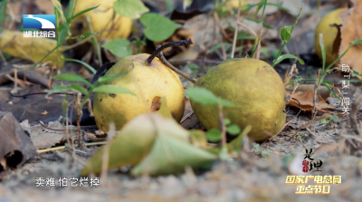 《是这个理》：助“梨”闯关