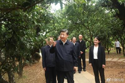 独家视频丨习近平在茂名市考察调研